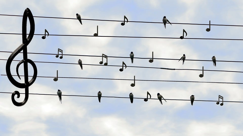 birds-2672101_960_720